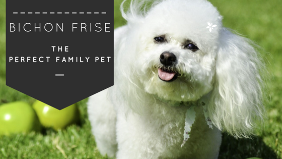 BICHON FRISE: FAMILY PET